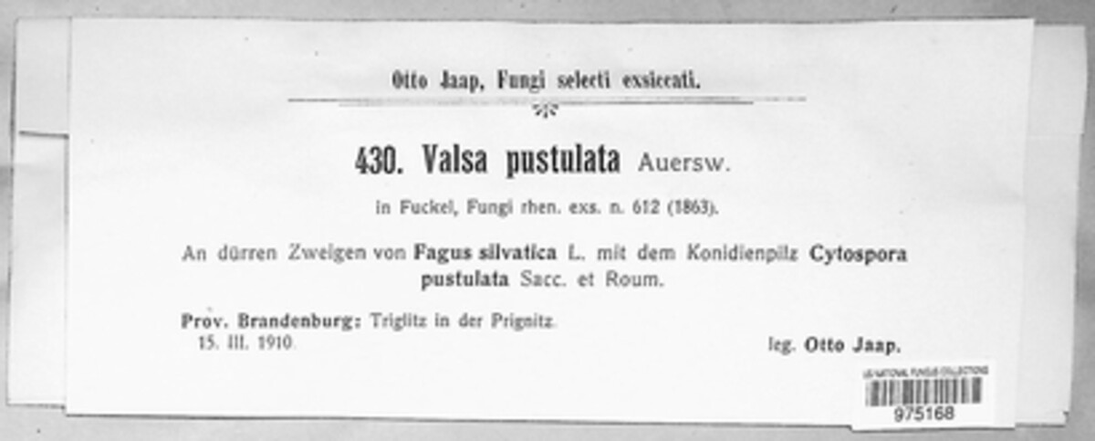 Valsa pustulata image